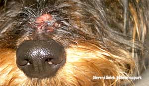 Een hond met trombuculosis, de ontsteking wordt veroorzaakt door de herfst of oogstmijt. Foto Dierenkliniek Wilhelminapark utrecht